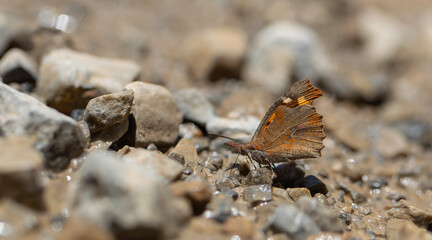 long-nosed butterfly picking up minerals on the ground, European Beak, Libythea celtis