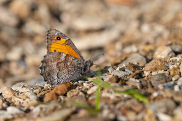 large red butterfly on the ground, Hipparchia mersina, Aegean Grayling