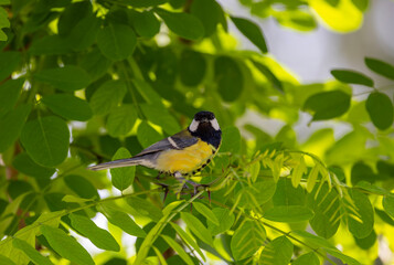 cute little bird in yellow black colors,Great Tit, Parus major