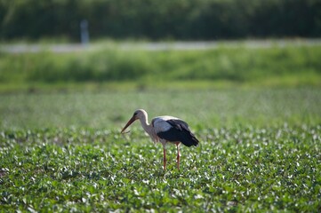 Stork in Field Hunting in Rural Latvia in Spring