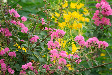 Fototapeta premium A bunch of pink flowers with yellow flowers in the background