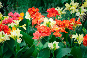 A bunch of flowers with different colors, including red, yellow, and white
