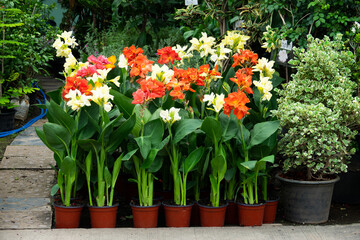 A row of potted plants with different colored flowers