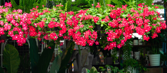 A hanging garden of red flowers with a green background