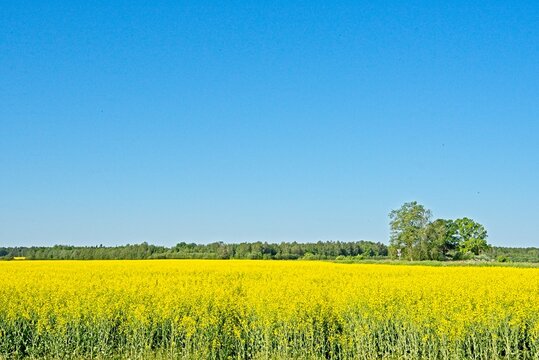 Rapeseed Field in Rural Latvia in Spring