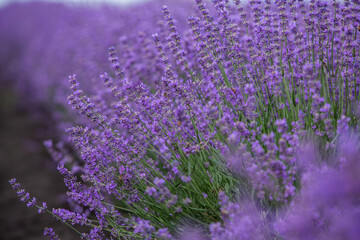 Flowers in the lavender fields in the Provence mountains. Panoramic landscape with blooming lavender. Violet background.