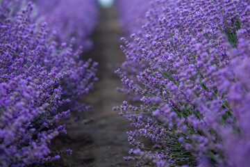 Photo with violet lavender blooming flowers. Beautiful purple flowering plant. 