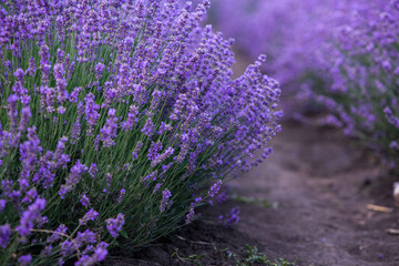 Field of lavender in the sunset light. Background with golden light. Purple lavender.