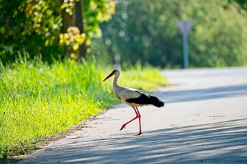 Stork on Road walking in Rural Latvia in Spring © JonShore