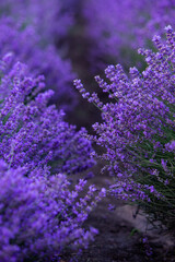 Photo with violet lavender blooming flowers. Beautiful purple flowering plant. 