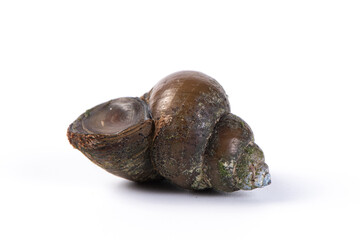 Obraz premium golden apple snail isolated on white background.
