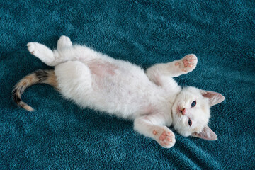Fototapeta premium a white cat cat sleeping, resting, relaxing on a blue furry rug.