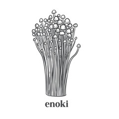 Enoki mushroom vintage line drawing isolated on white background.