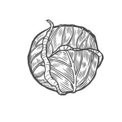 Engraved vintage cabbage vector illustration.