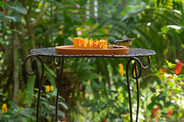 fruits for birds and butterflies in the Bird Park, BRAZIL, PARANA, FOZ DO IGUACU