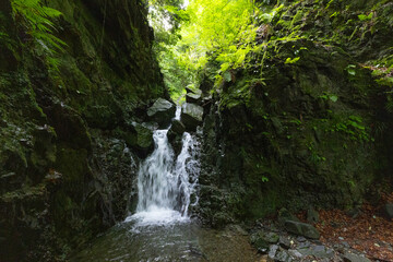 Fototapeta premium 新緑の中静かに落ちる滝