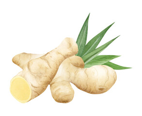 Hand drawn sliced ginger root and green leaves watercolor illustration isolated on white in pastel beige and yellow colors. Horseradish vegetable for realistic designs, cookbooks and organic product
