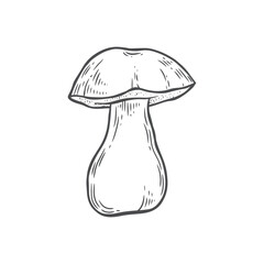 Engraved porcini mushroom vector illustration.