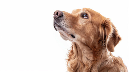 見上げるゴールデンレトリーバー