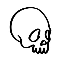 human skull illustration