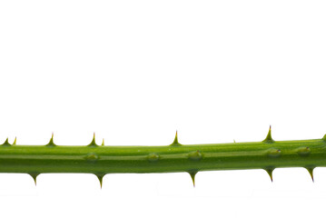 Transparent PNG The spikes of a tree isolated on white background