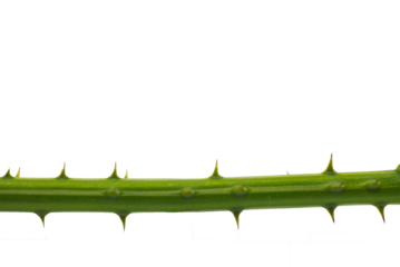 Transparent PNG The spikes of a tree isolated on white background