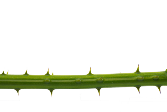 Transparent PNG The spikes of a tree isolated on white background