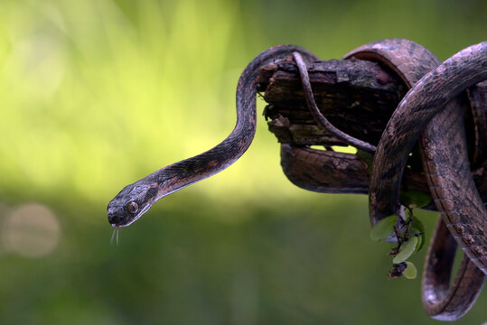close up of a boiga bengkuluensis cat snake