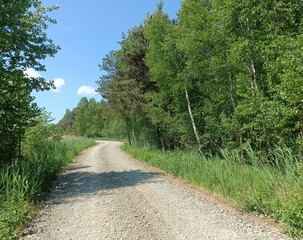 Rekyva forest during sunny summer day. Pine and birch tree woodland. Blueberry bushes are growing in woods. Sunny day with white and gray clouds in sky. Summer season. Nature. Rekyvos miskas.