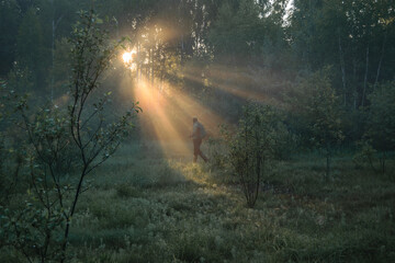 sun rays in the forest