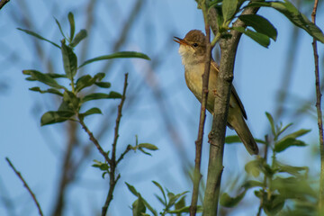 marsh warbler in the wood
