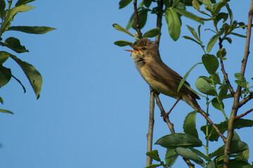 marsh warbler on a tree