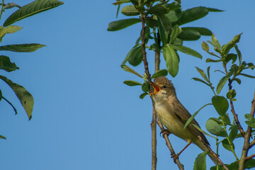 marsh warbler on a branch