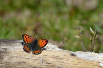 Papillon cuivré commun