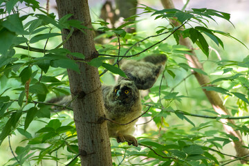 Young long eared owl waiting for his parents.