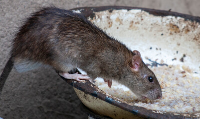 A rat eats food from a bowl.
