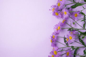 Purple flower aster on lilac background. Spring and summer colorful flowers pattern. Flat lay, top view. Space for text. Trendy color design.