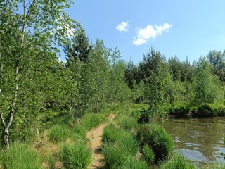 Rekyva forest during sunny summer day. Pine and birch tree woodland. Blueberry bushes are growing in woods. Sunny day with white and gray clouds in sky. Summer season. Nature. Rekyvos miskas.