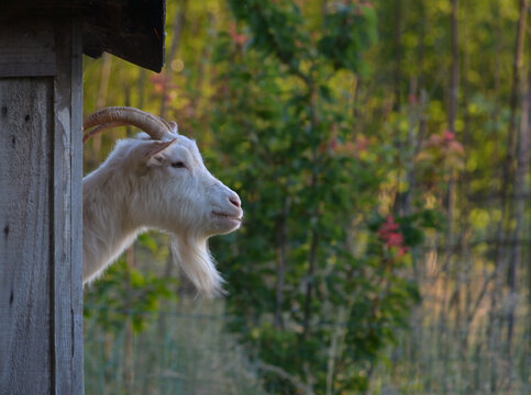 Ch&egrave;vre blanche