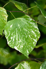 Eastern Redbud Alley Cat leaves