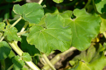 Common devils claw leaves
