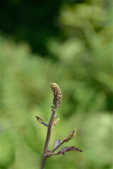 Baneberry Black Negligee flower bud