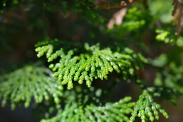 Hinoki cypress Gracils branch