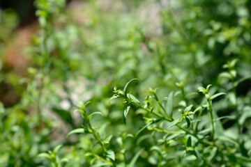 New York aster Professor Kippenberg leaves