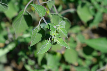 Mexican Tomato plant
