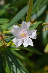 Common oleander pale pink leaf