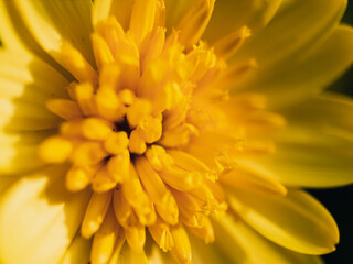 yellow flower macro