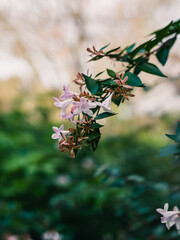 Flowers in the garden