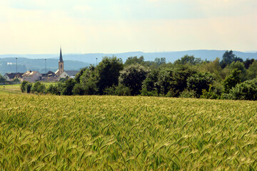 Weizenfeld mit Blick auf den Ort und die Kirche von Heidenburg im Landkreis Bernkastel-Wittlich in...
