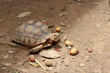 Fototapeta premium African Sulcata Tortoise Natural Habitat,Close up African spurred tortoise resting in the garden, Slow life ,Africa spurred tortoise sunbathe on ground with his protective shell ,Beautiful Tortoise